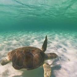 in den flachen Salzwasserflüsschen von Shroud Kay