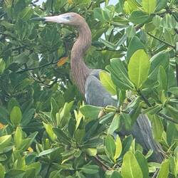 Fauna auf Shroud Kay