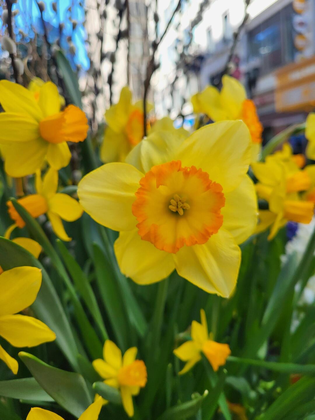 Der Frühling ist da 🌸