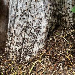 Die einzig übriggebliebenen Soldaten sehen heute jedoch ein wenig anders aus 🐜