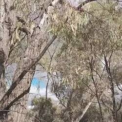 Big lizard we encountered - top of tree