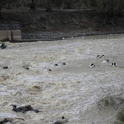 Pelicans at the weir