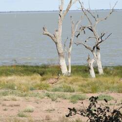 Emus by the lake