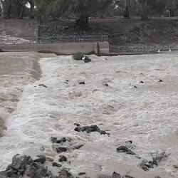Pelicans enjoying their spa