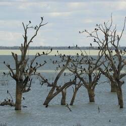 Birdlife at Menindee Lakes