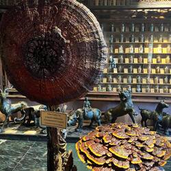 Champignon lingzhi pour assurer une longue vie, dommage on n'en vend pas sur place...