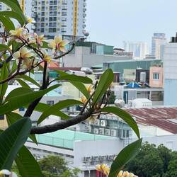 Vue du musée à travers un frangipanier sur les toits terrasse et les réserves d'eau