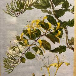 Lonicera, il y en a dans le jardin à Névache