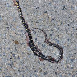 Schlange 🐍 Nr. 2 bzw. eher 1.5 😅🙈