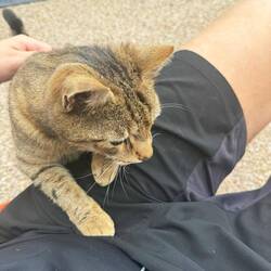 Die Campingplatzkatze.