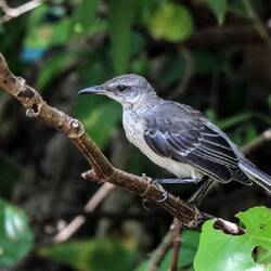 In Colombia (No. 1 in birds biodiversity worldwide), interesting birds can be observed everywhere...
