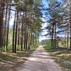 Zapach sosen....ambrozja!