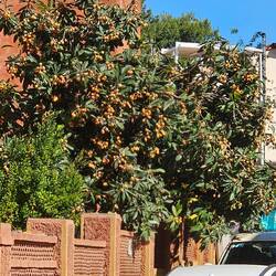 Orangen an der Strasse