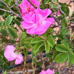 Damaskusrosen