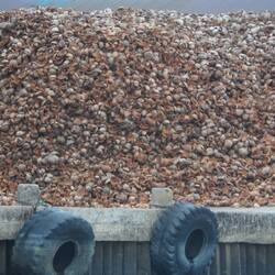 le pays des cocotiers