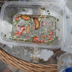 des vers de cocotiers