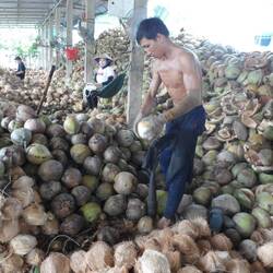 décorticage des noix de coco