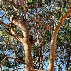 Suchbild 🐨