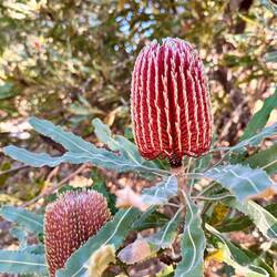 Firewood-Banksia