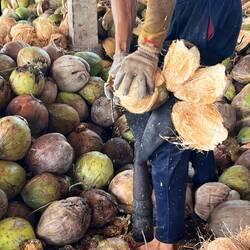 Un décortiqueur traite environ 1800 noix par jour.