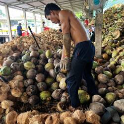 Le travail de décorticage des noix est pénible et mal payé: un euro de l'heure.