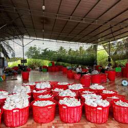 Préparation du blanc pour en faire des produits dérivés, lait...