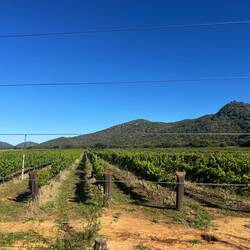 Vinyards