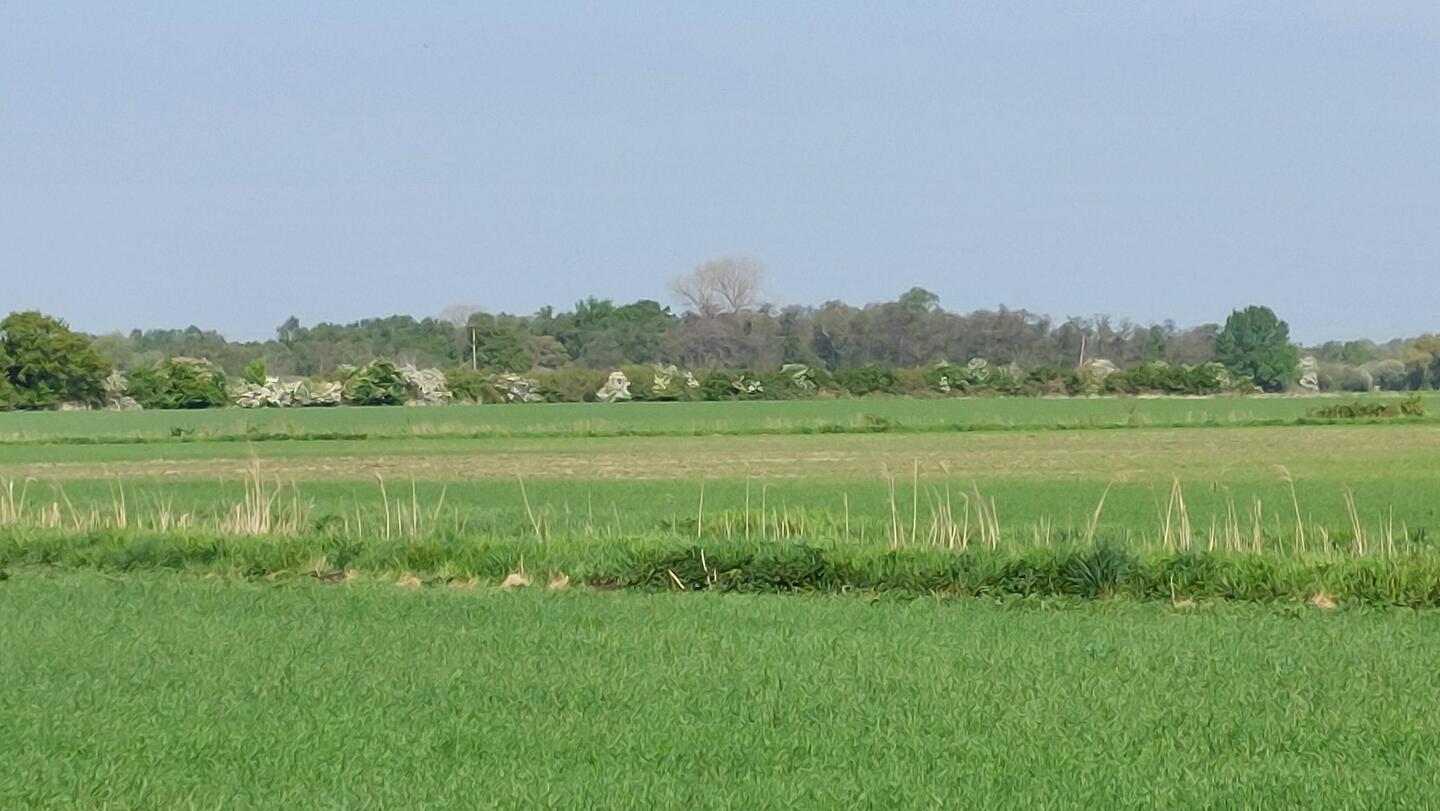 View of Woodwalton Fen after leaving Upwood