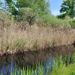 One of the many waterways here; the water is black due to peat