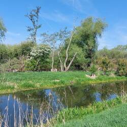 Woodwalton Fen