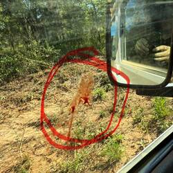 The first Tse-Tse-Kill! Im Auto! Wo all das Blut herkommt?