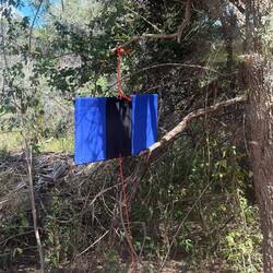 Blau! Die tödliche Falle der Tse-Tse-Blau-Fetischisten!