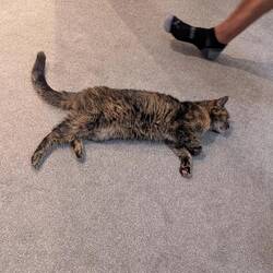 Neighbourhood cat walked in