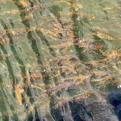 School of Golden Mansour