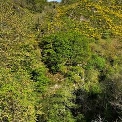 Wer findet die Ziege?