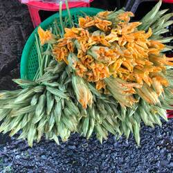 fleurs de courgettes à farcir