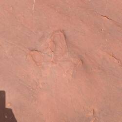 Ślady Dilophosaurusa