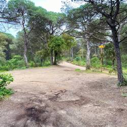 Unser Platz liegt an einem offiziellen Weg durch den Wald