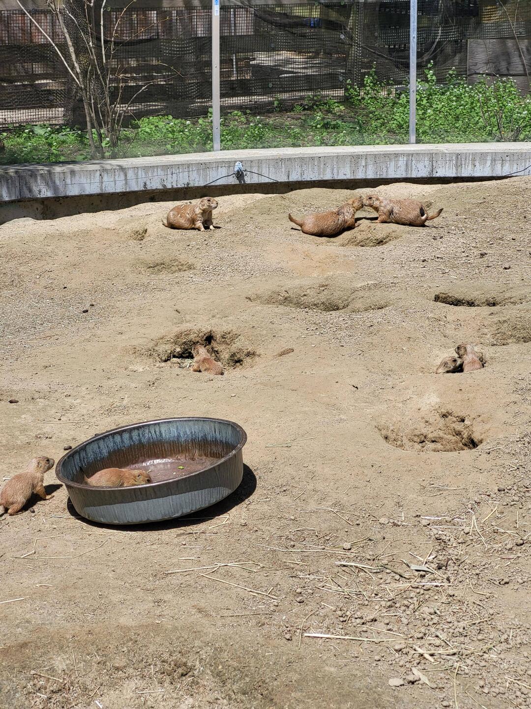 Die kleinen Schwarzschwanz-Präriehunde hatten Nachwuchs