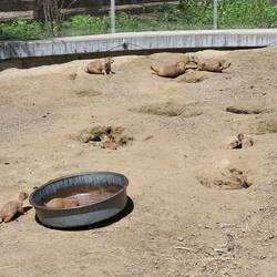 Die kleinen Schwarzschwanz-Präriehunde hatten Nachwuchs