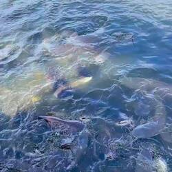 Raubtierfütterung für's Karma 😅