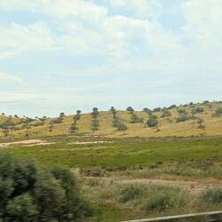 Plantation of trees