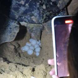 Turtle actually giving birth to 150eggs