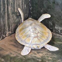 The Albino turtle called Carmen. Born 3/5/22