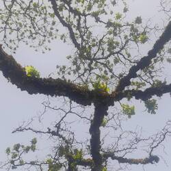 In den Arcorus-Wassergärten