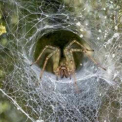 Südliche Hauswinkelspinne