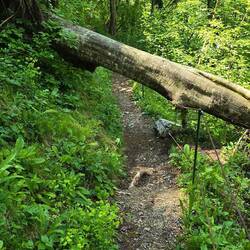 Bäume quer über den Wanderweg...
