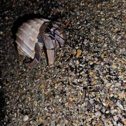 Lots of hermit crabs at night