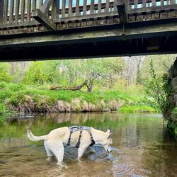 ..es am Bachverlauf der Kirnitzsch schon deutlich besser aus 💦