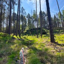 Wieder unten angekommen durchstreifen wir wieder die Wälder, sowohl auf kleinen Wegen..
